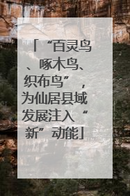 “百灵鸟、啄木鸟、织布鸟”，为仙居县域发展注入“新”动能