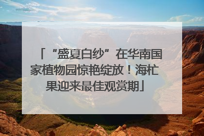 “盛夏白纱”在华南国家植物园惊艳绽放！海杧果迎来最佳观赏期