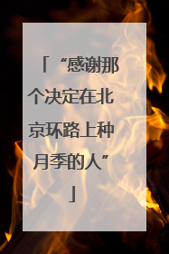 “感谢那个决定在北京环路上种月季的人”