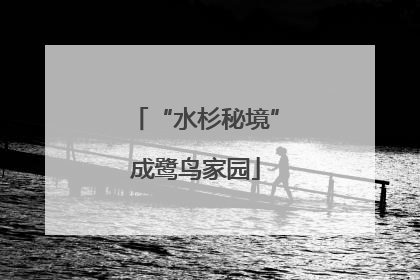 “水杉秘境”成鹭鸟家园