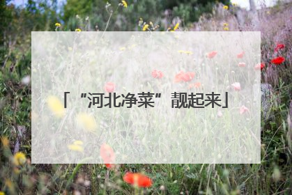 “河北净菜”靓起来