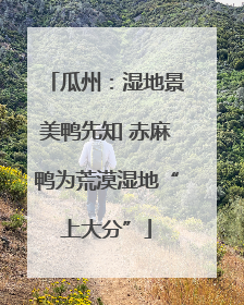 瓜州：湿地景美鸭先知 赤麻鸭为荒漠湿地“上大分”