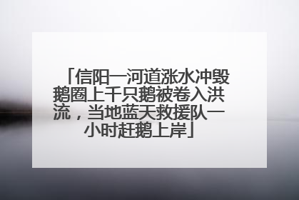 信阳一河道涨水冲毁鹅圈上千只鹅被卷入洪流，当地蓝天救援队一小时赶鹅上岸