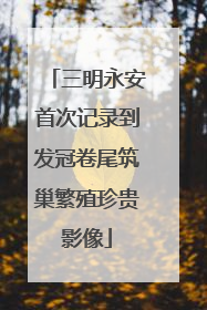 三明永安首次记录到发冠卷尾筑巢繁殖珍贵影像
