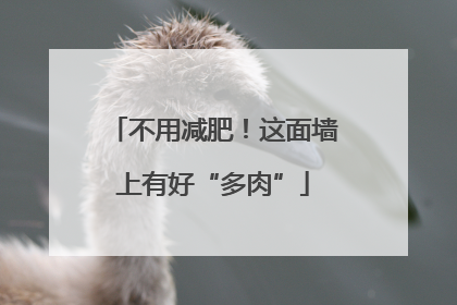 不用减肥！这面墙上有好“多肉”