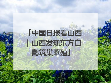 中国日报看山西｜山西发现东方白鹳筑巢繁殖