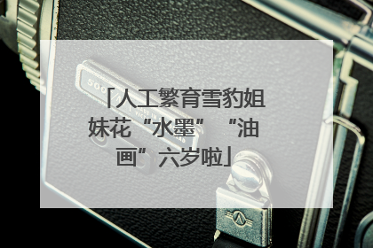 人工繁育雪豹姐妹花“水墨”“油画”六岁啦