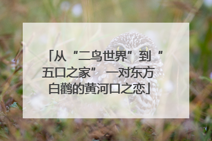 从“二鸟世界”到“五口之家” 一对东方白鹳的黄河口之恋