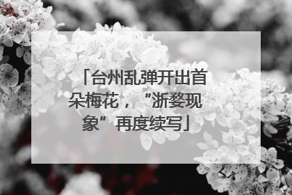 台州乱弹开出首朵梅花，“浙婺现象”再度续写