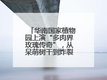 华南国家植物园上演“多肉界玫瑰传奇”，从呆萌树干到炸裂种子全是戏！