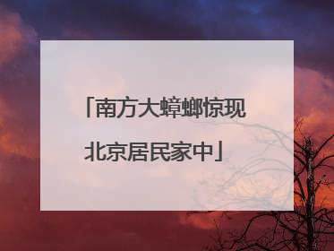 南方大蟑螂惊现北京居民家中