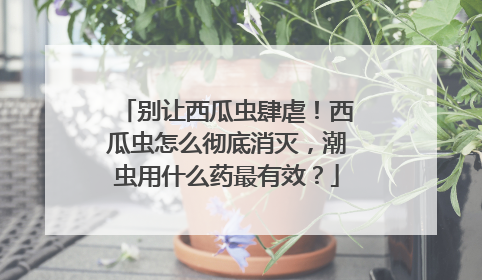 别让西瓜虫肆虐！西瓜虫怎么彻底消灭，潮虫用什么药最有效？