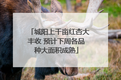城阳上千亩红杏大丰收 预计下周各品种大面积成熟