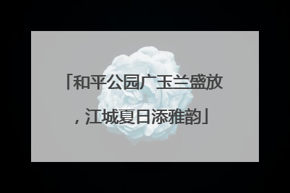 和平公园广玉兰盛放，江城夏日添雅韵