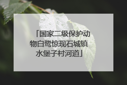 国家二级保护动物白鹭惊现石城镇水堡子村河道