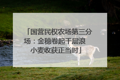 国营民权农场第三分场：金穗卷起千层浪 小麦收获正当时