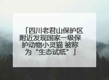 四川老君山保护区附近发现国家一级保护动物小灵猫 被称为“生态试纸”