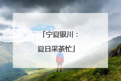 宁夏银川：夏日采茶忙