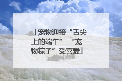 宠物迎接“舌尖上的端午” “宠物粽子”受喜爱