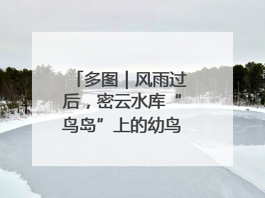 多图｜风雨过后，密云水库“鸟岛”上的幼鸟还好吗？