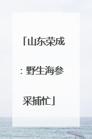 山东荣成：野生海参采捕忙