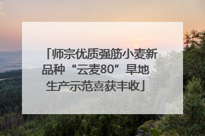 师宗优质强筋小麦新品种“云麦80”旱地生产示范喜获丰收