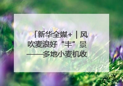 新华全媒+｜风吹麦浪好“丰”景——多地小麦机收一线见闻