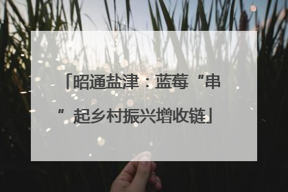 昭通盐津：蓝莓“串”起乡村振兴增收链