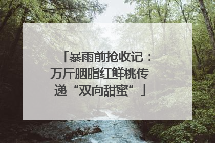 暴雨前抢收记：万斤胭脂红鲜桃传递“双向甜蜜”