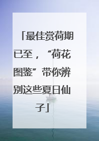 最佳赏荷期已至，“荷花图鉴”带你辨别这些夏日仙子