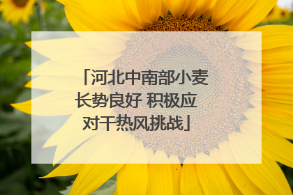 河北中南部小麦长势良好 积极应对干热风挑战