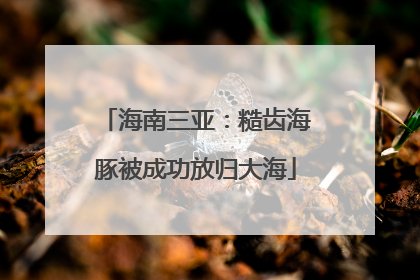 海南三亚：糙齿海豚被成功放归大海