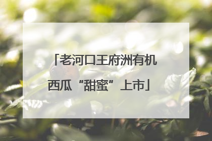 老河口王府洲有机西瓜“甜蜜”上市