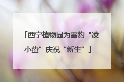 西宁植物园为雪豹“凌小蛰”庆祝“新生”
