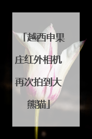 越西申果庄红外相机再次拍到大熊猫