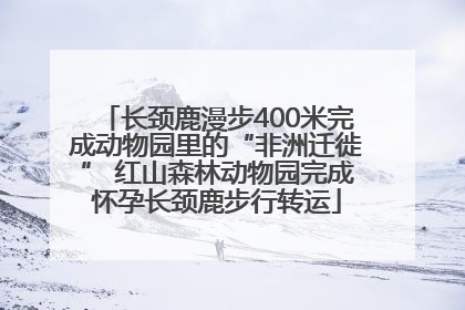 长颈鹿漫步400米完成动物园里的“非洲迁徙” 红山森林动物园完成怀孕长颈鹿步行转运