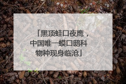 黑顶蛙口夜鹰，中国唯一蟆口鸱科物种现身临沧