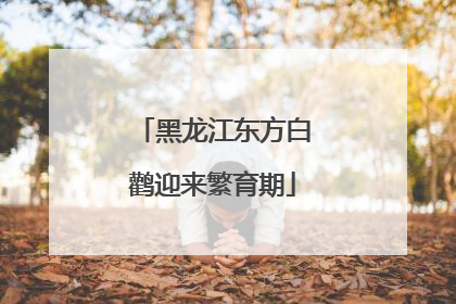 黑龙江东方白鹳迎来繁育期