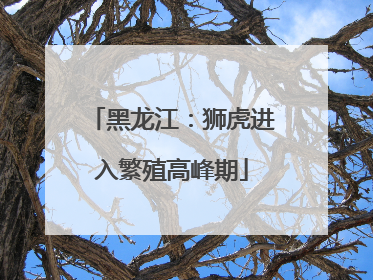 黑龙江：狮虎进入繁殖高峰期
