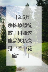 3.5万余株热烈绽放！日照这座高架桥变身“空中花廊”！